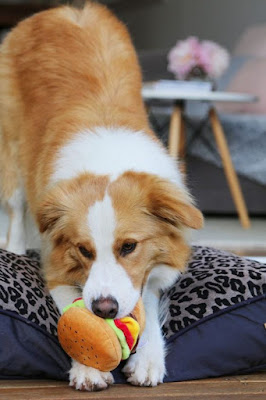 Efficient Cleaning for Dog Toys