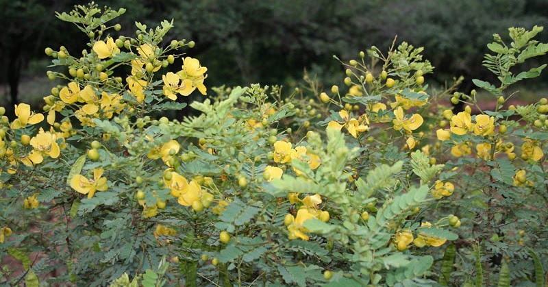 Variety of Life: Senna