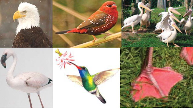 Pras Academy SD Adaptasi pada Hewan