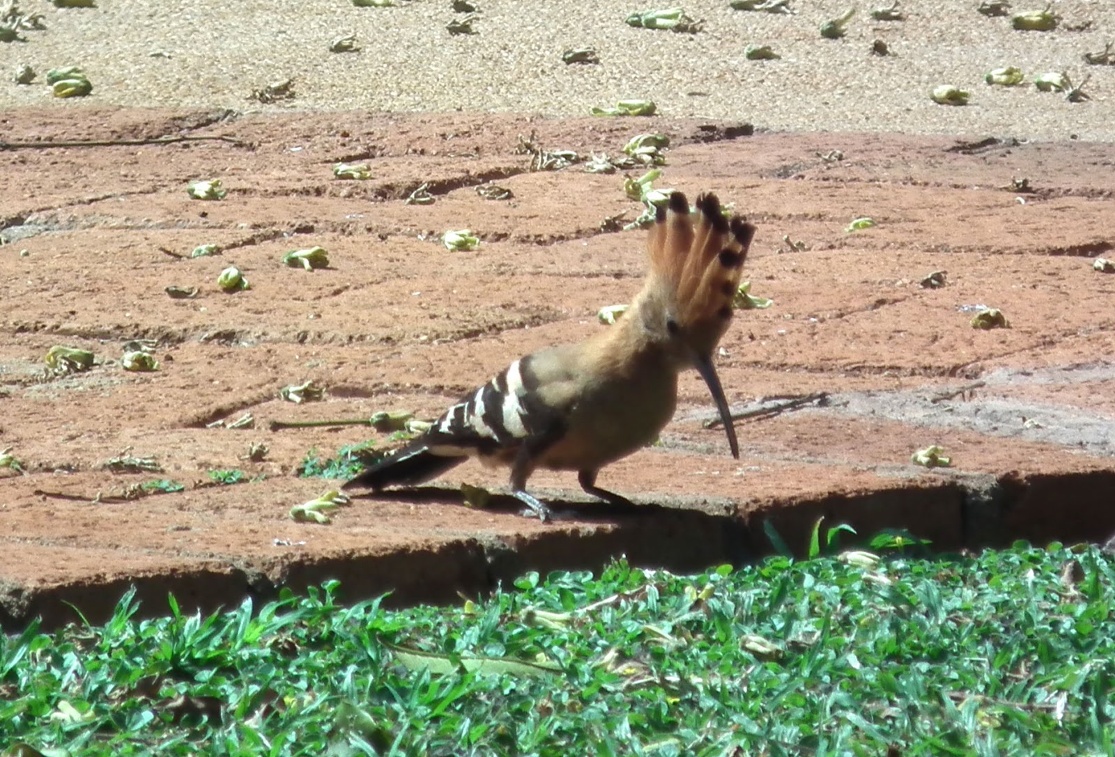 Peter's African Adventure Wildlife in Zimbabwe