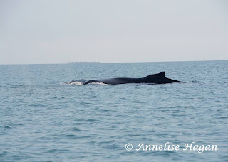 Remax Vip Belize: Poor humpback whale