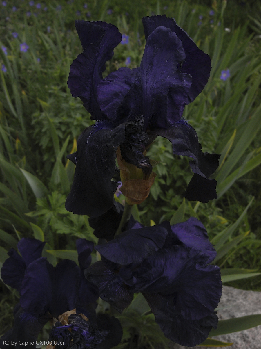 c o n g l o m e r a t: in nachbars garten