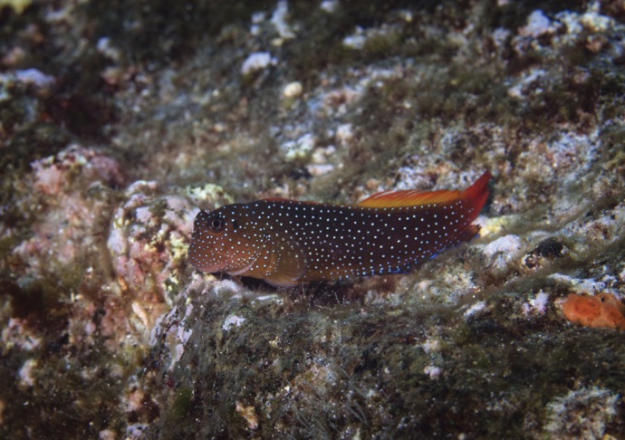 Species New to Science [Ichthyology • 2018] Evidence of Cryptic