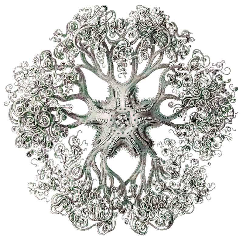 Above: Ernst Haeckel's illustrations were highly prized for their  title=
