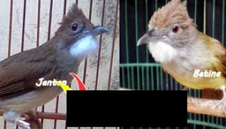 Burung Cucak Jenggot Cara Membedakan Burung Cucak Jenggot Jantan Dan Betina