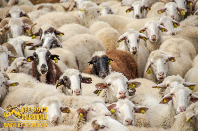 Sheep farm near #Chanishte village, #Mariovo region, #Macedonia