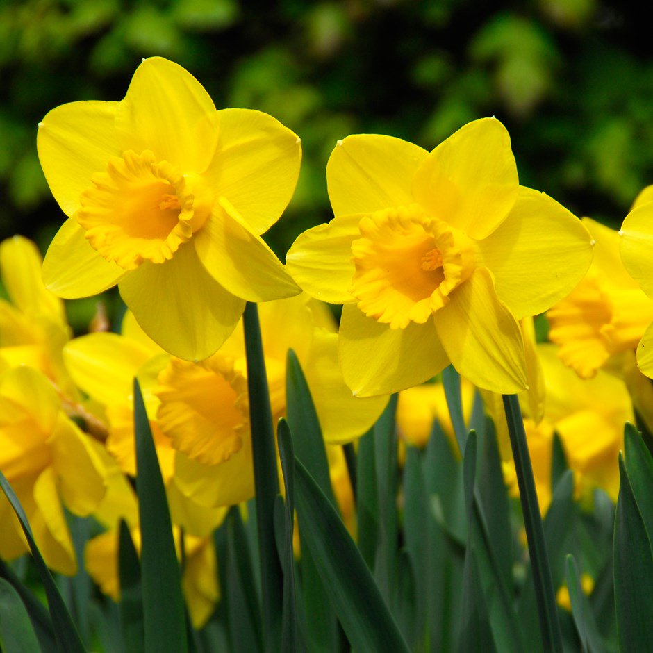 BSBI News & Views A host of golden daffodils