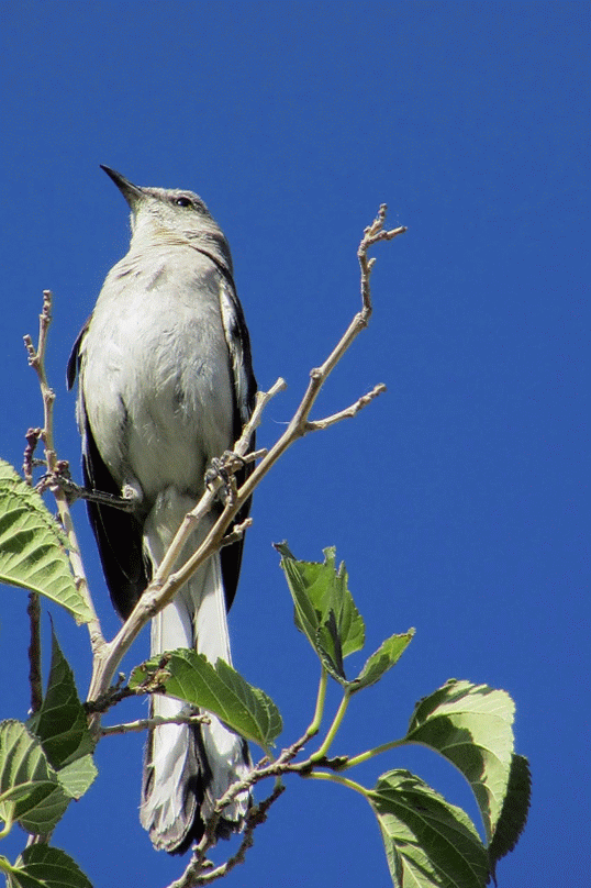 Toys and Stuff Las Vegas NV,4 June 2014 Mockingbird
