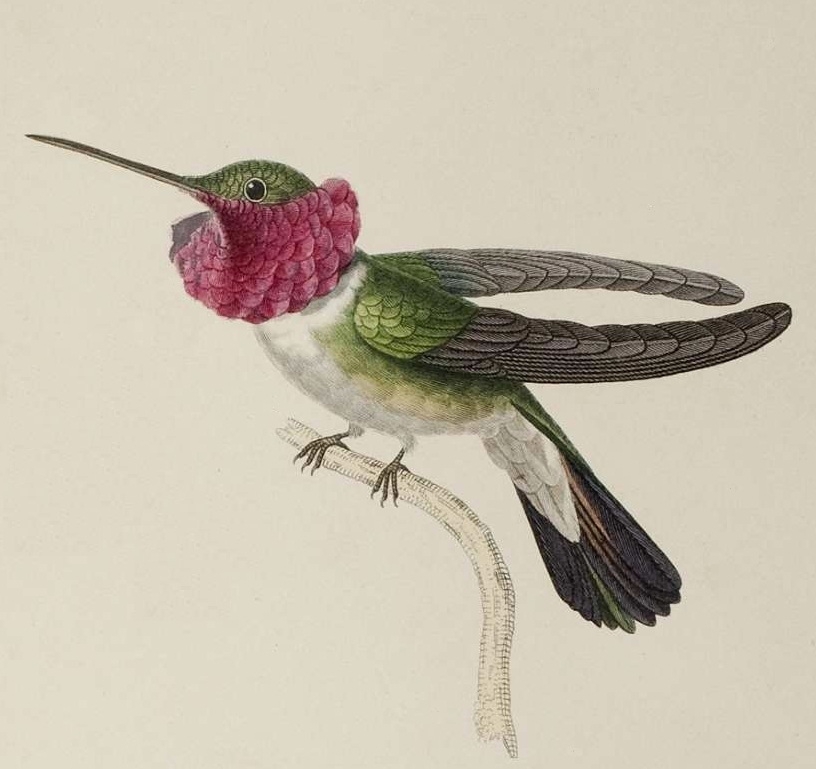 colourful illustration of Trochilidae species, 1800s
