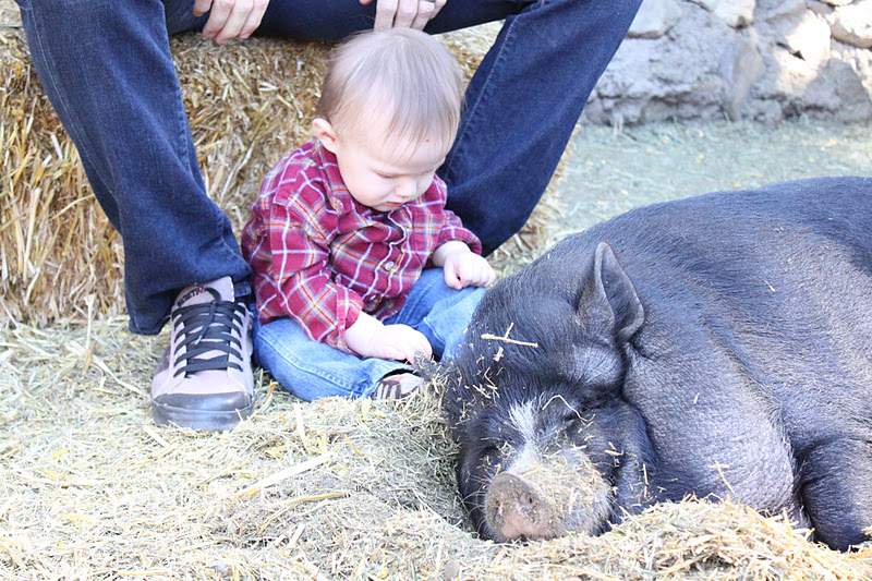 thegoltrys Oak Glen Petting Zoo and The Pumpkin Patch...