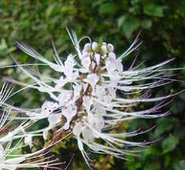 Manfaat tanaman kumis kucing untuk pengobatan - Manfaat Sehat