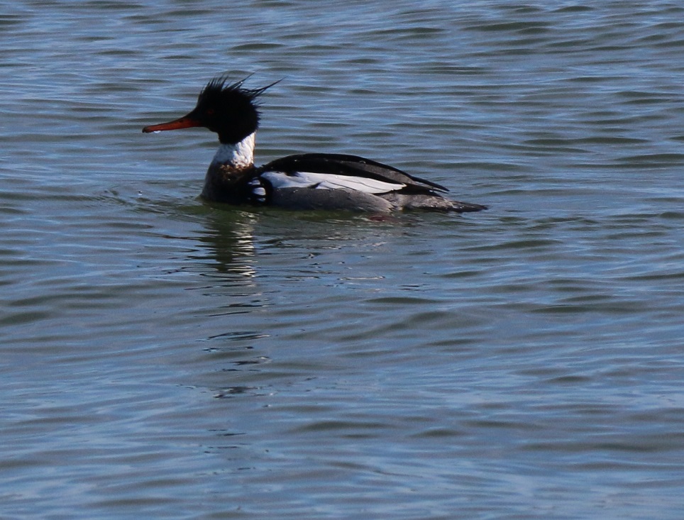 Michigan Exposures Some Mergansers