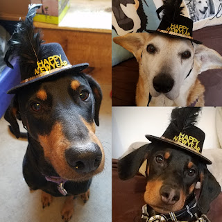 rescue dog new year hats puppy doberman