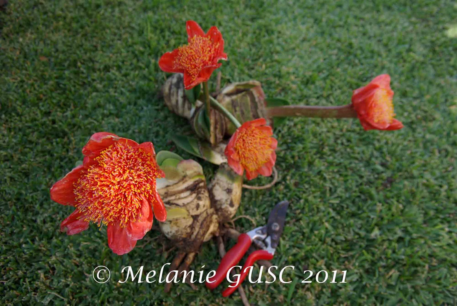 Gardening Under the Southern Cross Haemanthus