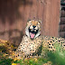 Veado 'azarado' invade recinto de guepardos em zoo e vira refeição