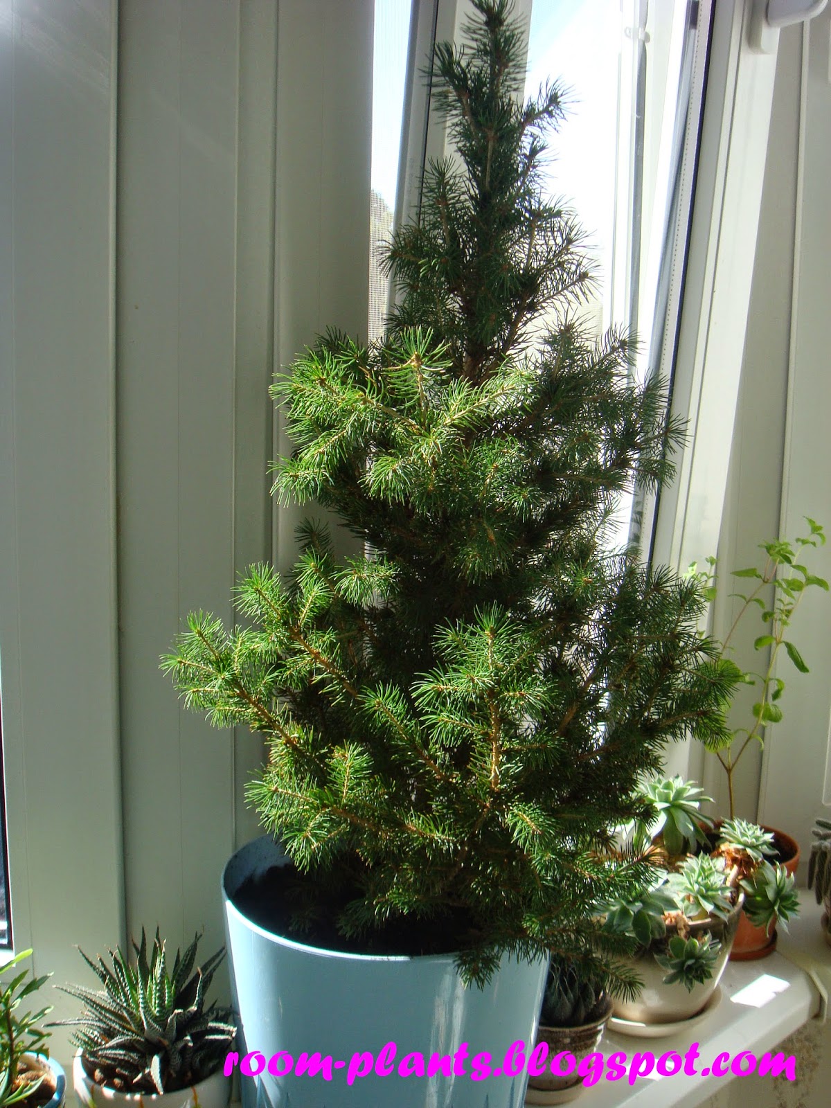 Plant's the soul of your flat: A spruce in a pot: how to grow the Christmas tree indoor