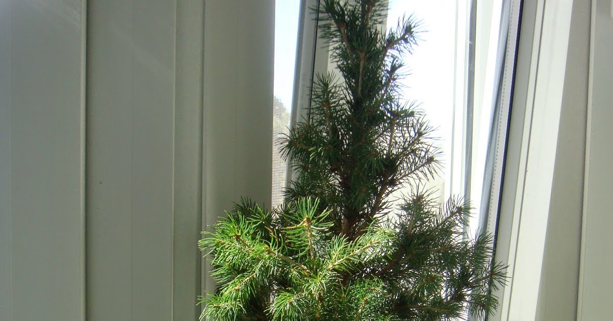 Plant's the soul of your flat A spruce in a pot how to grow the