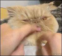Funny Cat GIF • Cute Persian cat licking finger. "Blep-Blep- Blep" mode activated