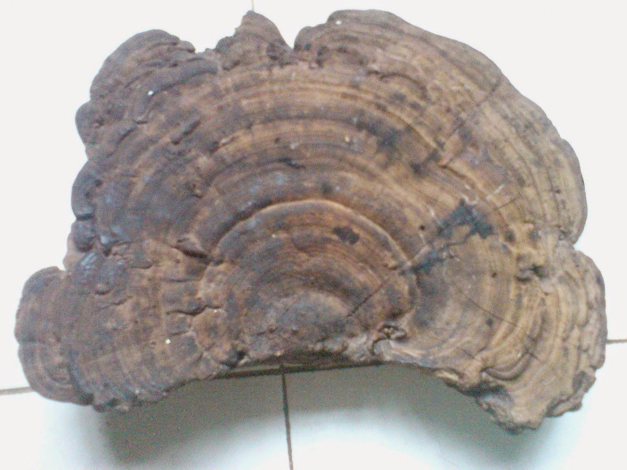 Manfaat Jamur Lingzhi I Khasiat Jamur Lingzhi I