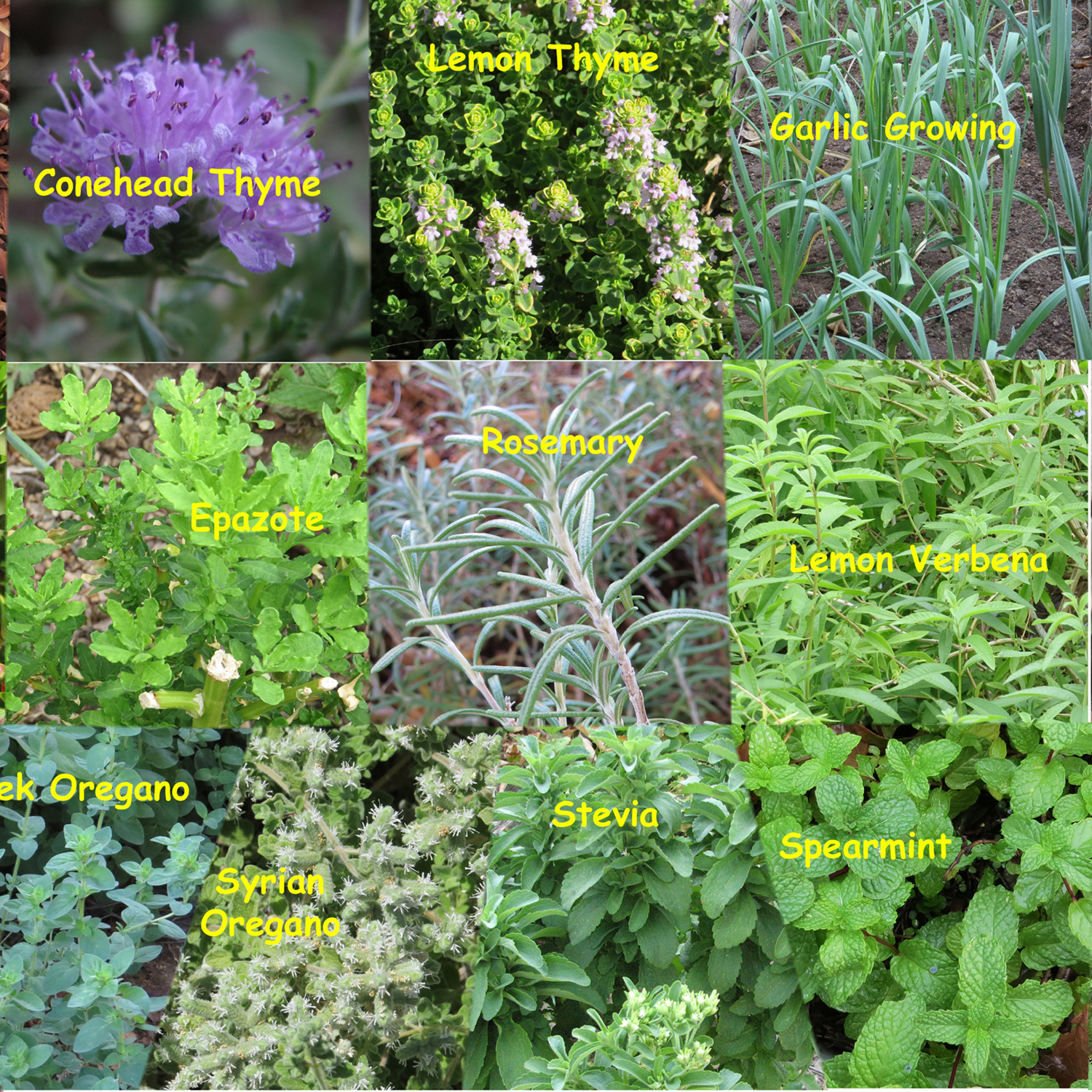 Edible Herbs, Flowers & Other Edibles Grow Your Own Dinner!