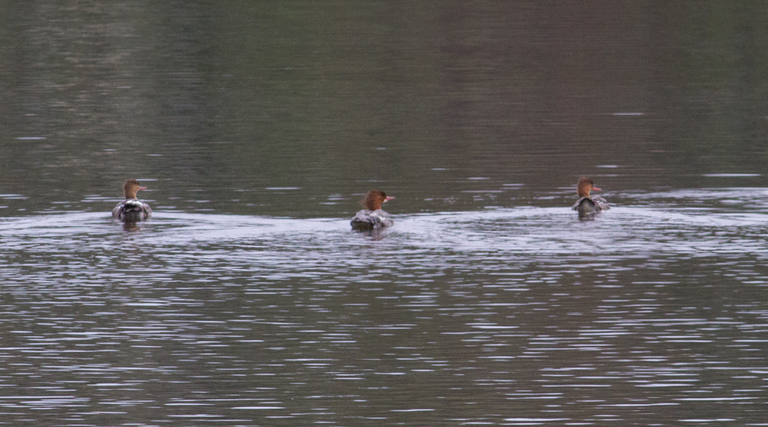 Pioneer Birding MA grand fallout of migrating waterbirds at Turner's Falls!