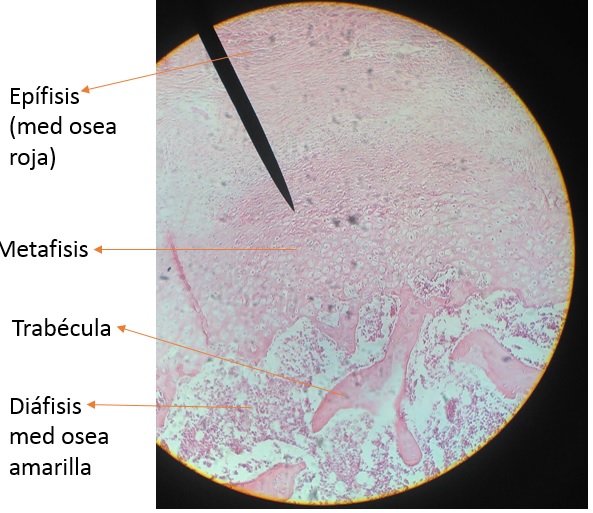 HISTOLOGIA: TEJIDO CONECTIVO