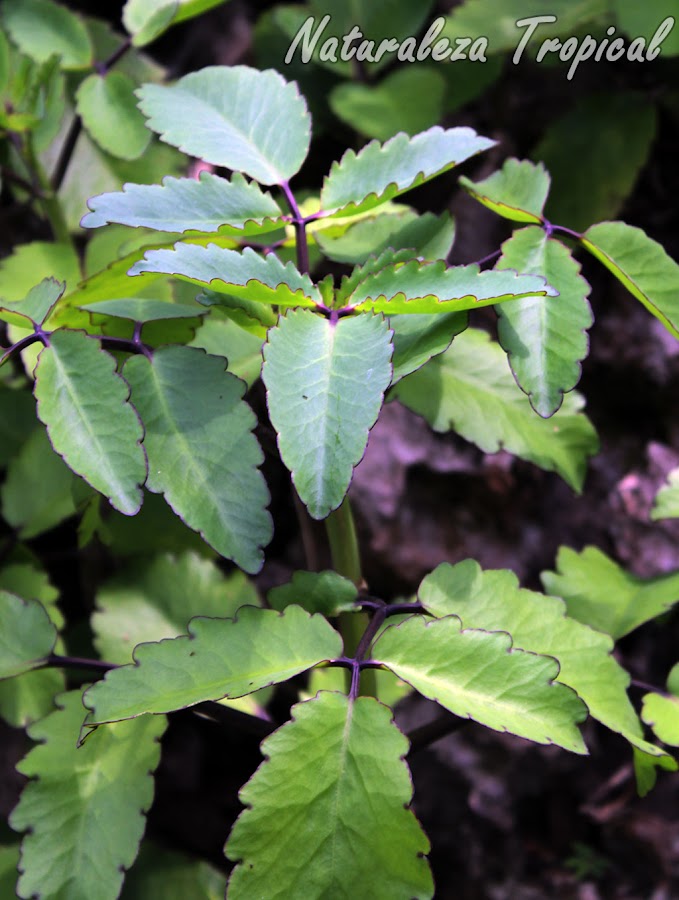 Kalanchoe pinnata es una suculenta con innumerables propiedades medicinales. Se le conoce como Hojas de Aire o Planta del Milagro