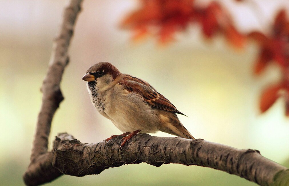 Cara Merawat Burung Gereja Yang Masih Piyik Atau Anakan Dunia