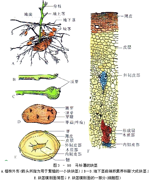 蔡老师的生物天地: 四月 2012