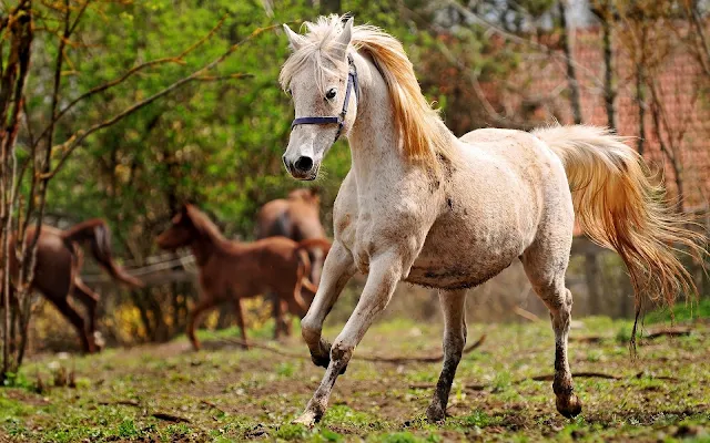 Foto van een mooi wit paard