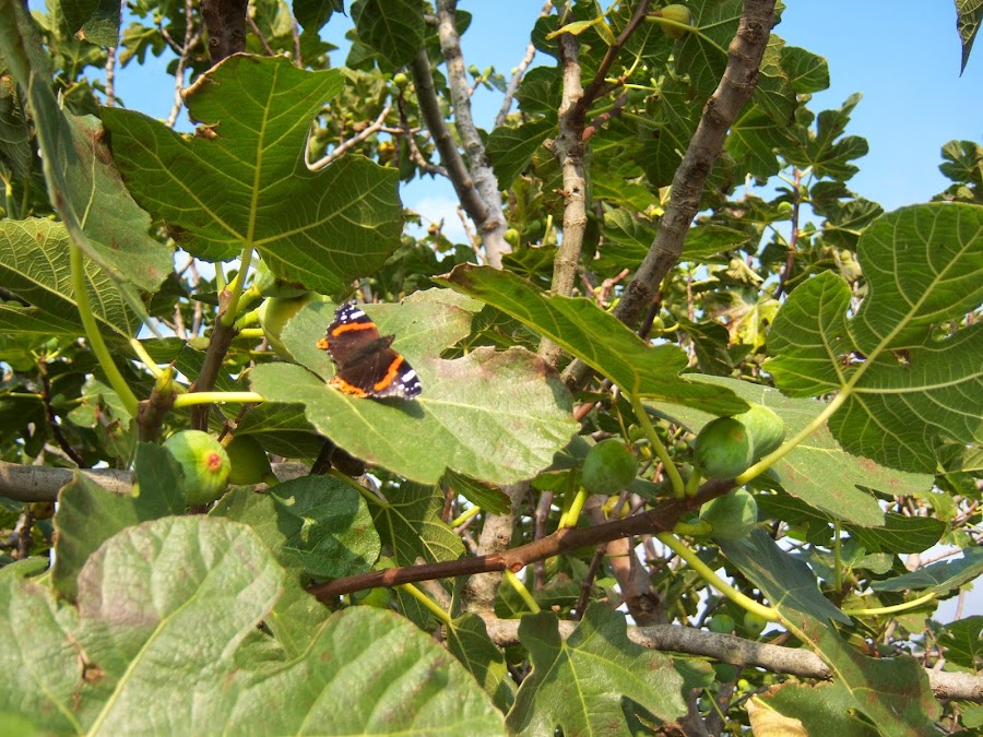 Mariposas de Asturias. Vanessa Atlanta fotografiada a 1 de Noviembre de 2014