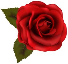 red rose images