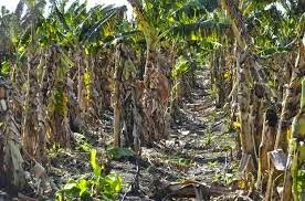 La prolongada sequia afecta a la región sur causando estragos a la agricultura.