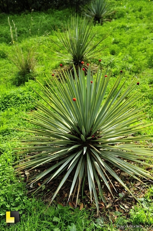 yuccas domaine du rayol photo Pascal Blachier