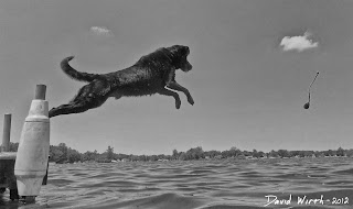dog jump dock water lake lab, kong, floating