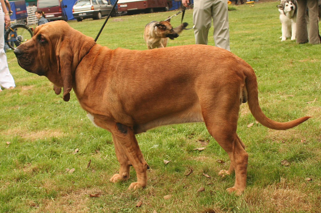 Bloodhound Weight Chart