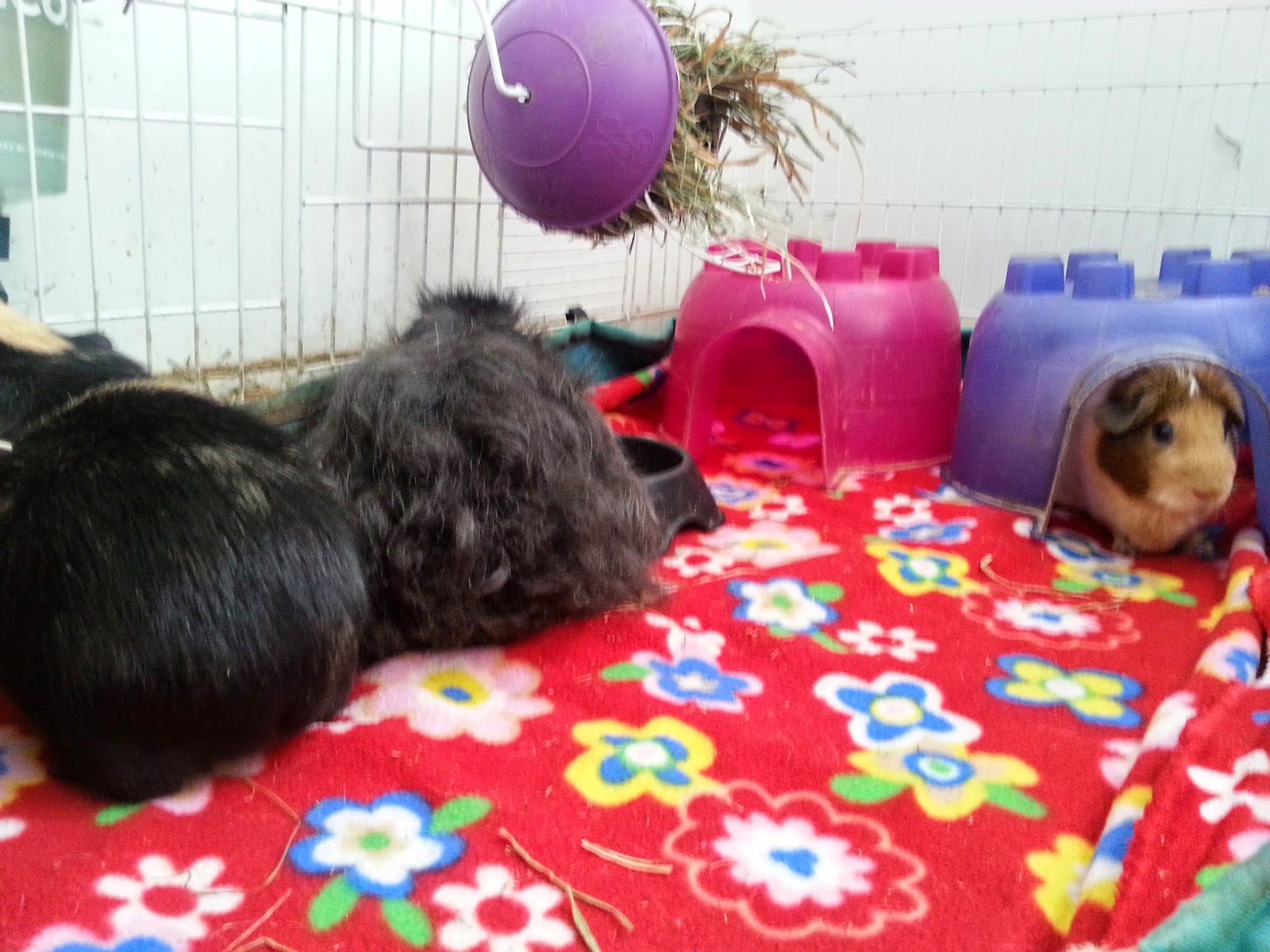 Cavy Savvy A Guinea Pig Blog Ask A Guinea Pig Should I Sneak Guinea