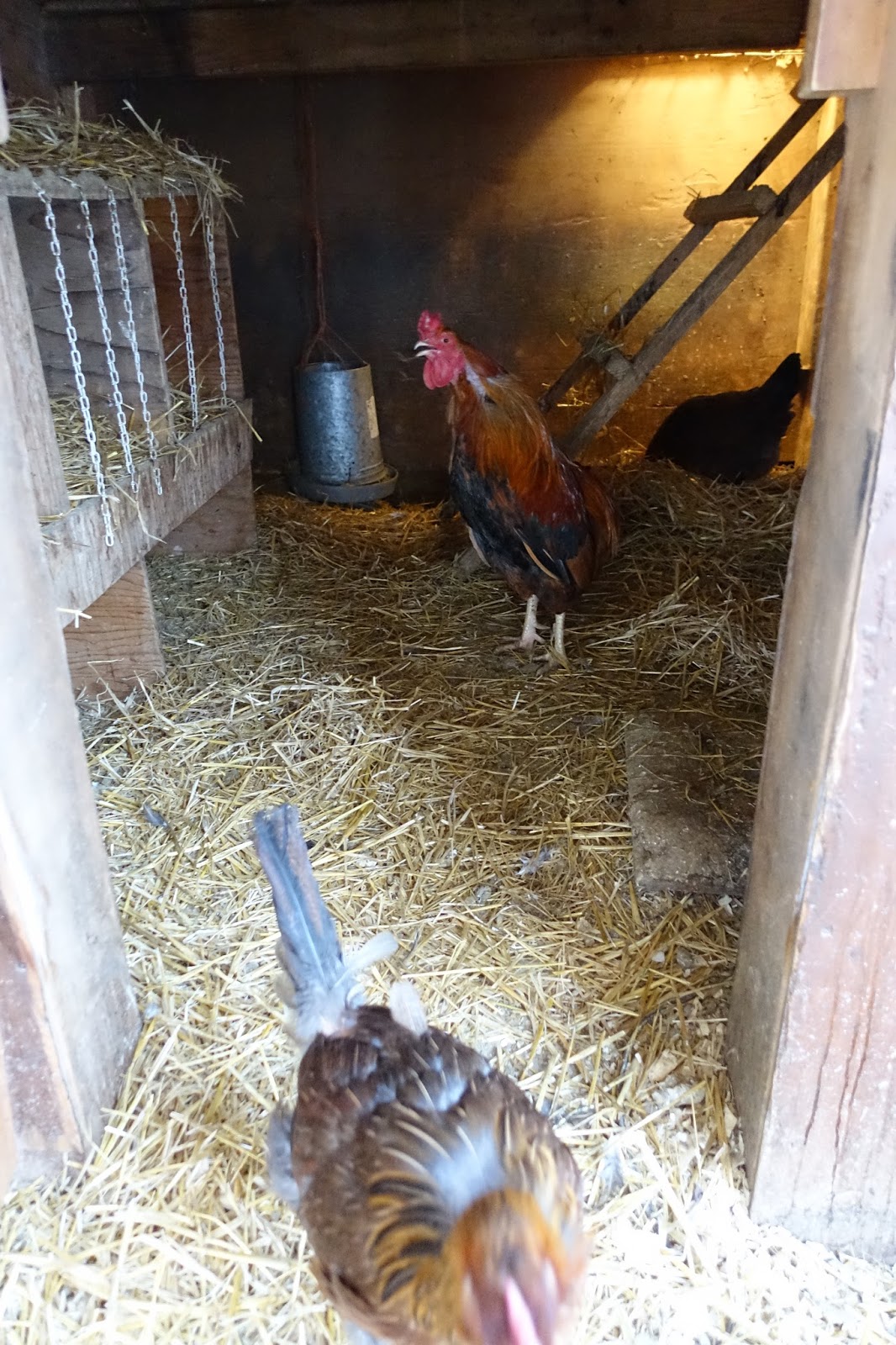 Wild Roots Homestead Does your cold weather chicken coop need a heat lamp?