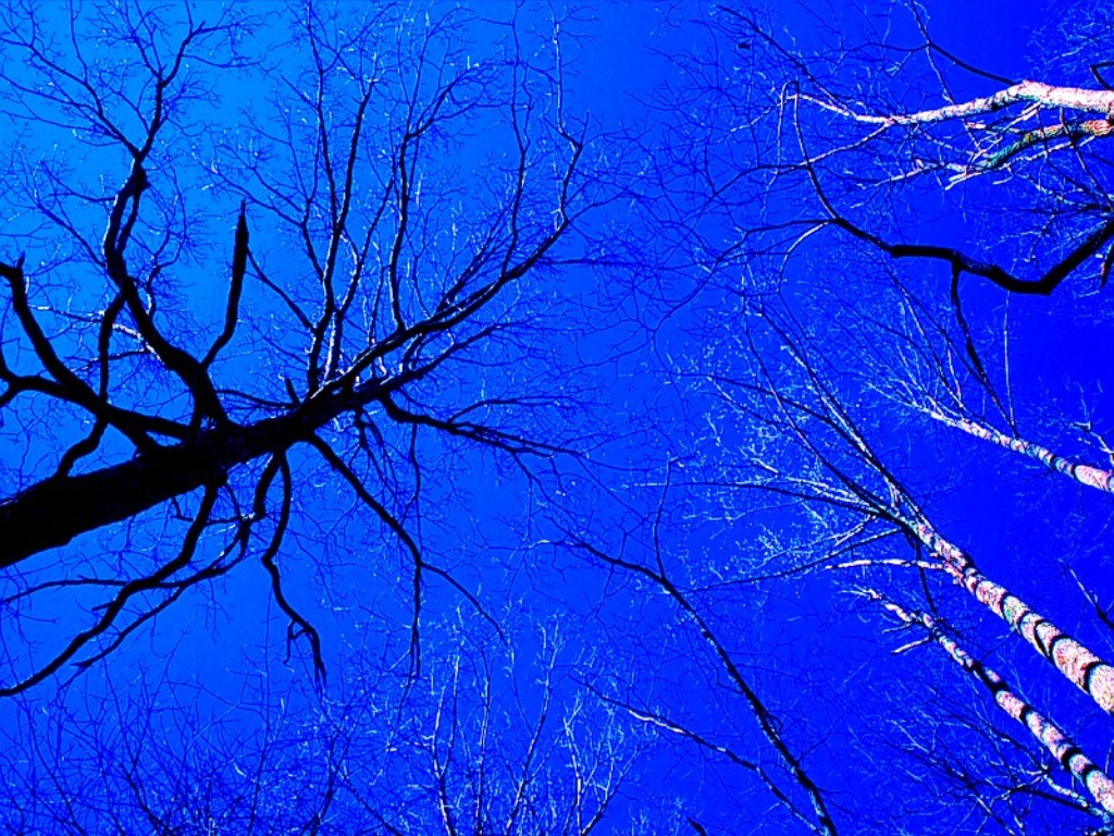 Lovable Images Beautiful Desktop Backgrounds Tree Wallpapers Free