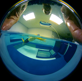 Pre-processed fisheye view of a swimmer in the Original Endless Pool shot with the 360fly 360 camera Pre-processed fisheye view of a swimmer in the Original Endless Pool shot with the 360fly 360 camera
