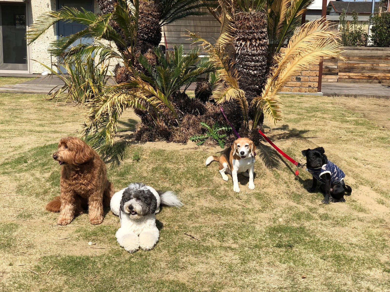 オーストラリアン ラブラドゥードル ｓｎｏｏｐｙと愉快な仲間たち 千葉旅行最終日