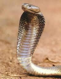 Snake With Ears Found by Berks County Man