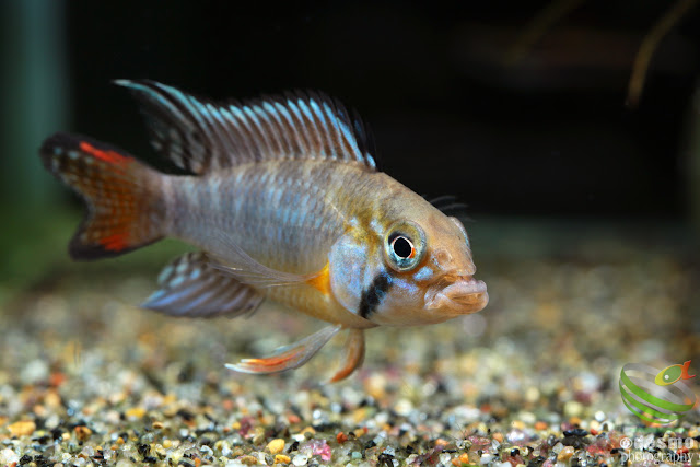 F1, Apistogramma sp. tame