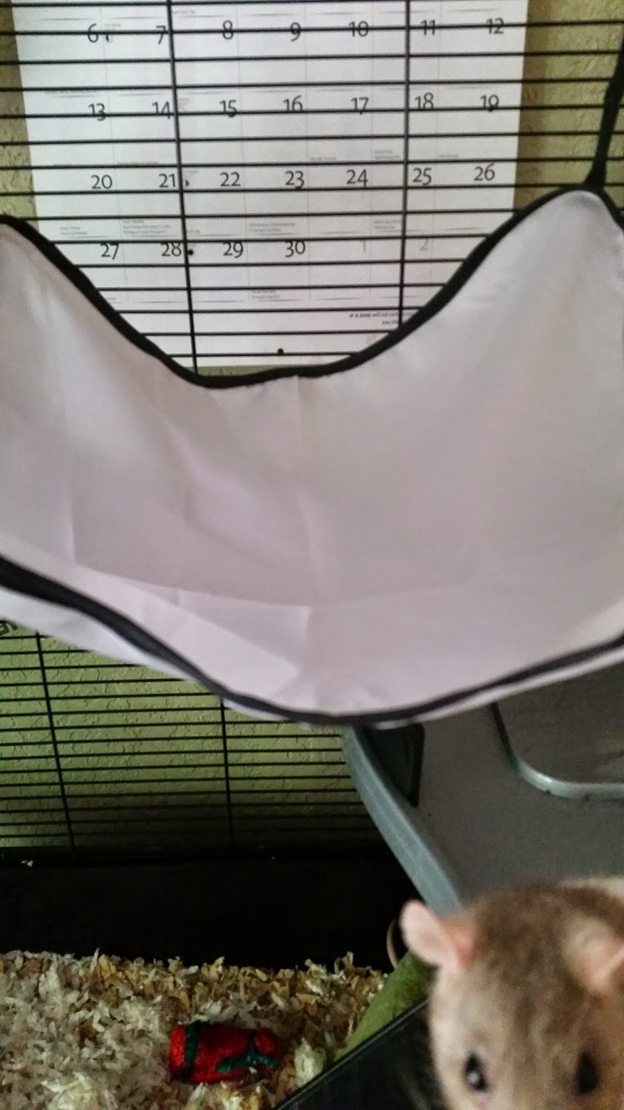 Fruiit Pawnch's Rat Blog Cage Review All Living Things "Rat Starter Kit"