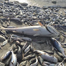 Indian River Lagoon Fish Kill Rally March 26, 2016