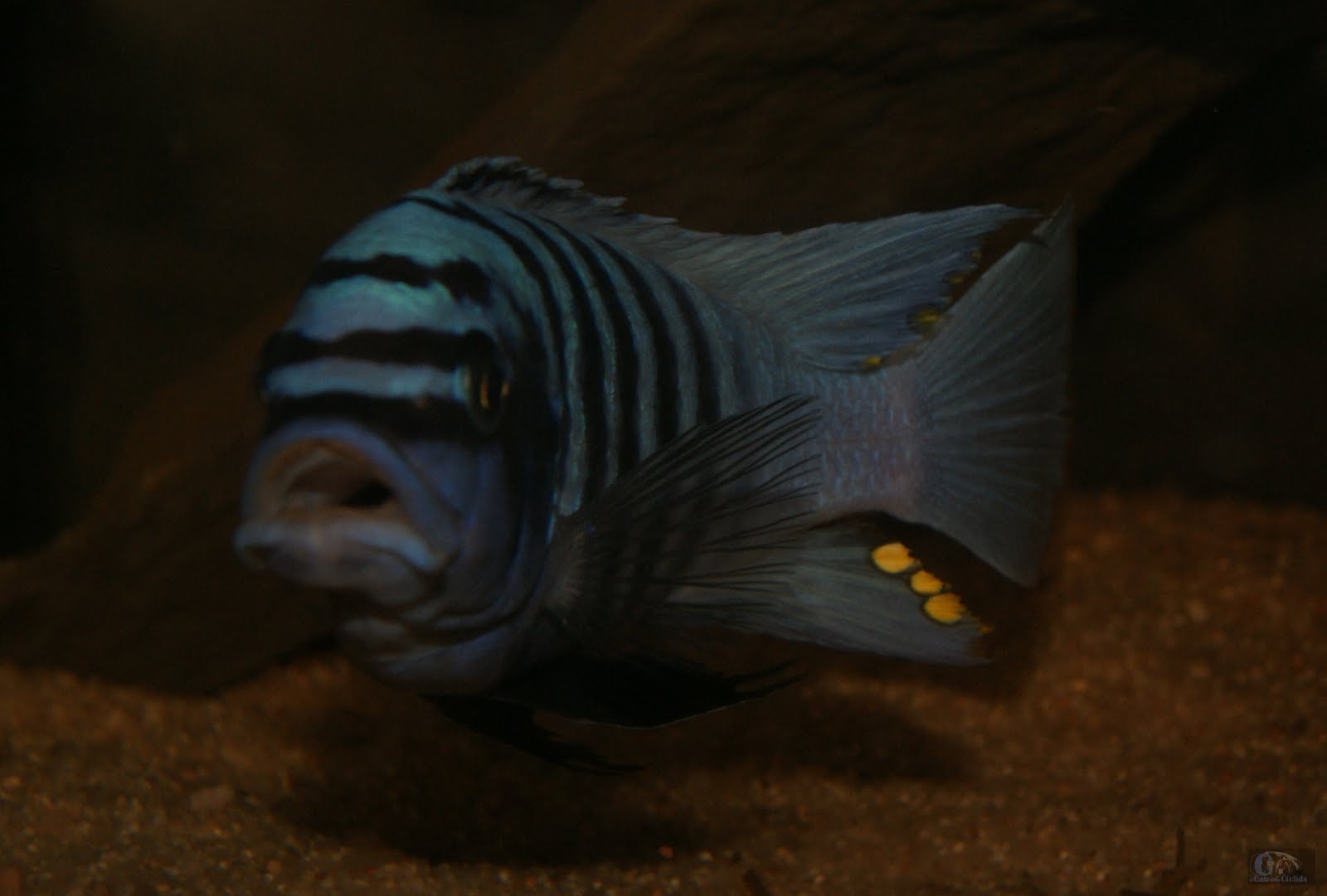 Metriaclima Zebra Chilumba Maison Reef