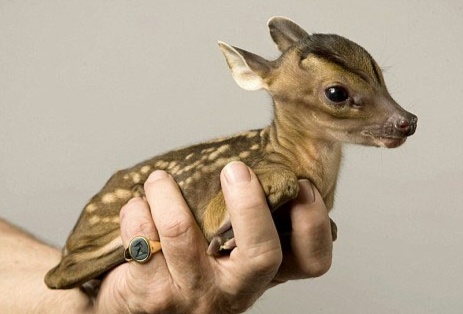 Gambar Rusa | Kumpulan Gambar