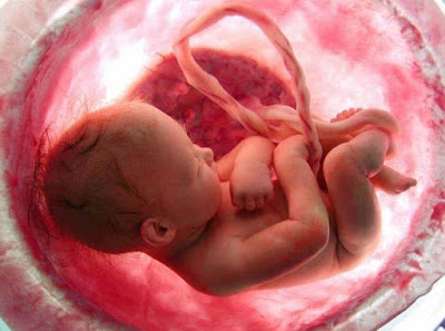 Crean mini placenta que permite estudiar las enfermedades en el embarazo-TuParadaDigital