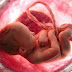 Crean mini placenta que permite estudiar las enfermedades en el embarazo
