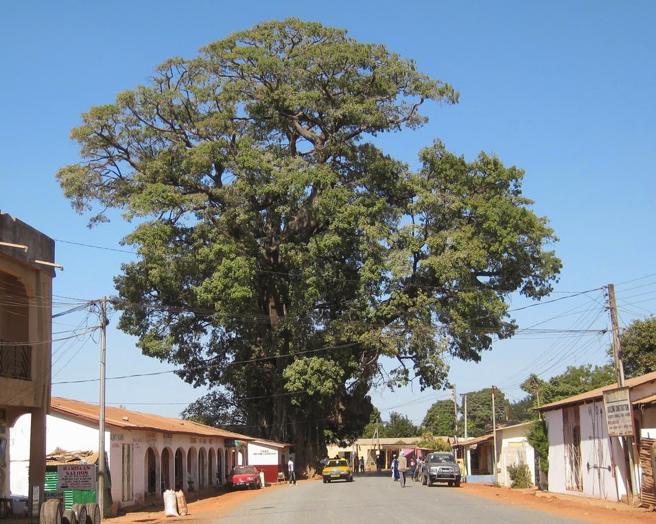 Incredibly large tree in Africa